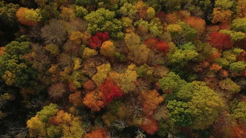 Fall Leaves Bird's Eye View HD Stock Footage 160084019