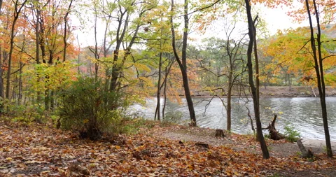 Fall leaves blow in the wind with lake or pond in background Video stock 171154614