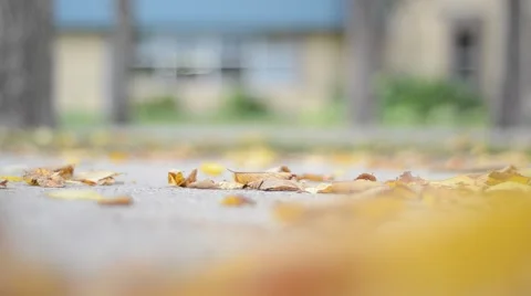 Fall leaves blowing across sidewalk Video stock 40105492