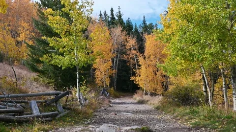 Fall leaves blowing across tree lined road 動画素材 162779521