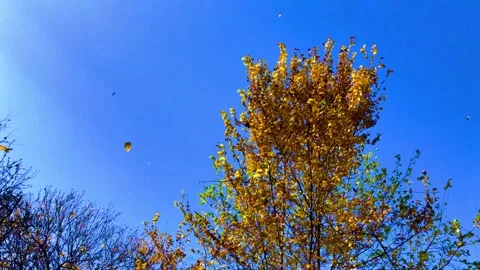 Fall leaves blowing in strong winds Stock Footage 225301763