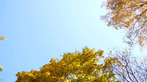 Fall Leaves Blowing in Trees Stock-Footage 98529474