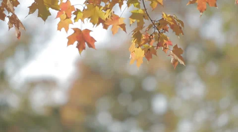 Fall Leaves blowing in wind Stock-Footage 32254873