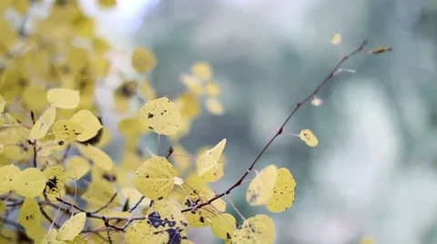 Fall Leaves Blowing in the Wind Stock Footage 43352202