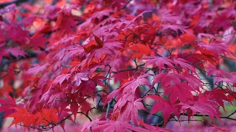 Fall leaves blowing in the wind Stock Footage 75404823