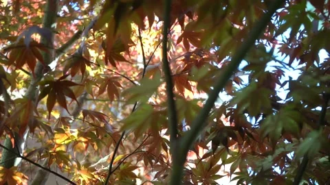 Fall Leaves Blowing in the Wind Stock Footage 196983842