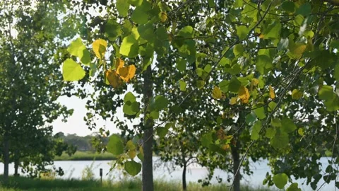 Fall leaves blowing in the wind on a tree at Exploration Green Stock-Footage 210596118