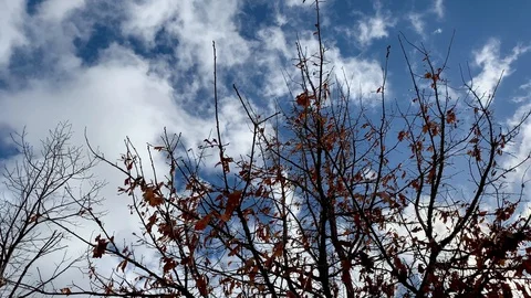 Fall leaves on blue sky background Stock-Footage 128198938