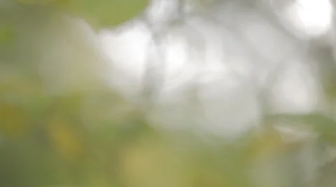 Fall Leaves bokeh background Stock Footage 32182733