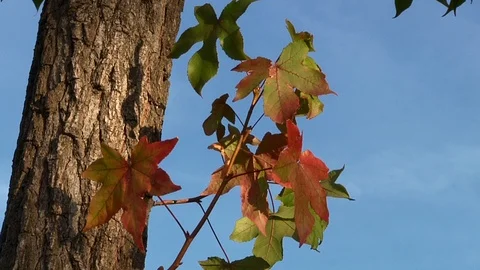 Fall Leaves on Branch and Tree Trunk with Blue Sky Autumn Nature Stock Footage 99073231