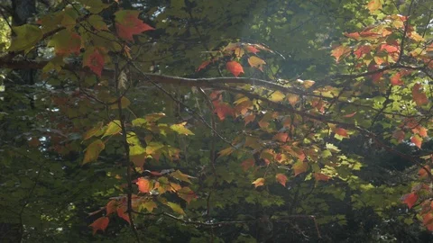 Fall leaves on branch in forrest turning red in autumn close up, 4k Stock Footage 120314501