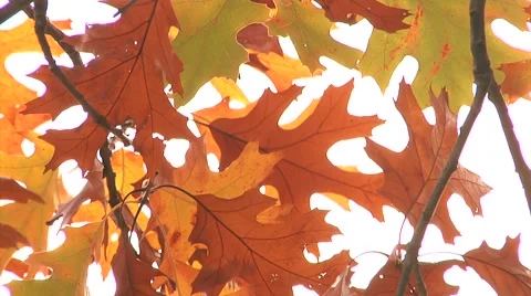 Fall Leaves in the Breeze Stock Footage 44422760