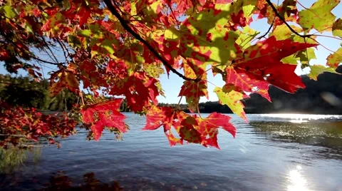 Fall leaves in the breeze on lakeshore Stock Footage 55014538