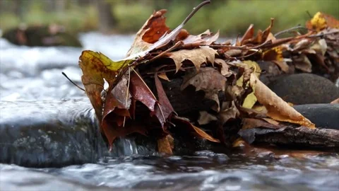 Fall leaves caught in a mountain stream Stock-Footage 84191850