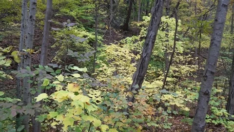 Fall leaves changing color in forest (panning shot, footage) colorful foliage Stock Footage 254820939