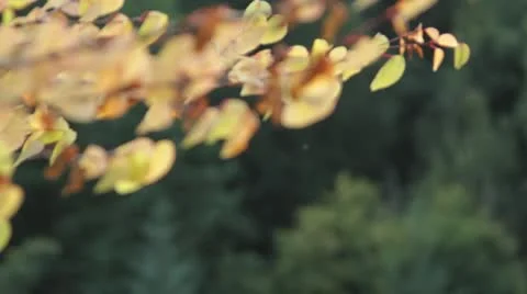 Fall leaves changing color in Snoqualmie, WA Stock-Footage 8964598