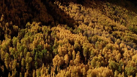 Fall Leaves Changing Color in Vail Colorado Stock Footage 252158134