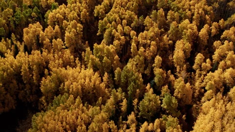 Fall Leaves Changing Color in Vail Colorado Stock Footage 252158136