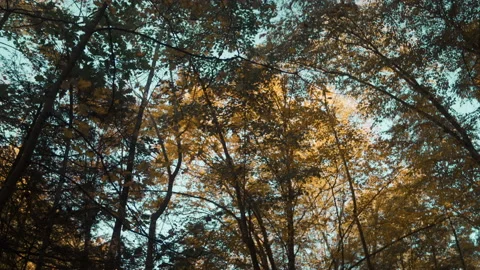 Fall Leaves Changing Colors Stock Footage 165413553