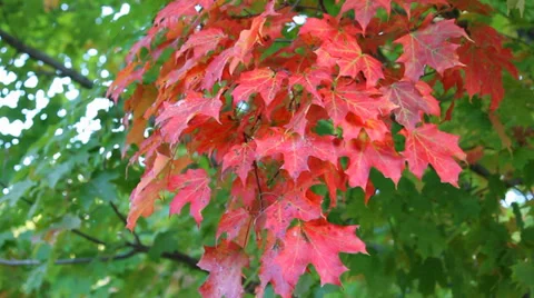 Fall Leaves Changing Stock Footage 35711964