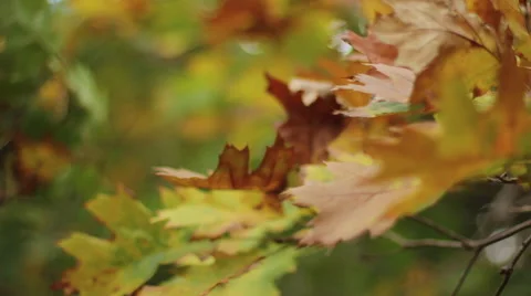 Fall Leaves Close Up Video stock 66270825