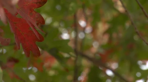 Fall Leaves close up pan in Video stock 34480194