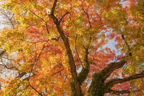 Fall leaves closeup Stock Photos