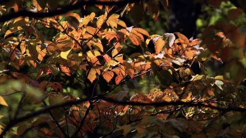 Fall leaves closeup tree branch bright to dark sun cloud reveal backlit Stock Footage 96050545