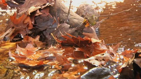 Fall Leaves Collected at a rock in a stream Stock Footage 8984712