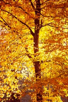 Fall leaves colors Stock Photos