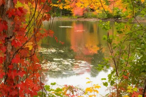 Fall Leaves Concord Stock Photos