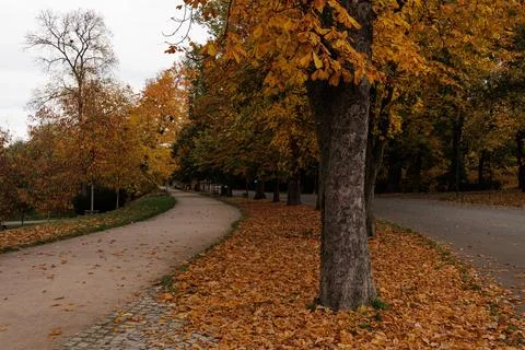 Fall leaves cover pathways in a tranquil park in Stromovka park Prague Stock Photos