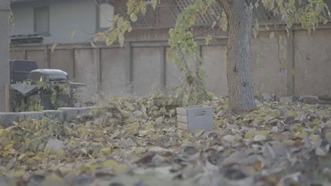 Fall leaves covering backyard Stock Footage 226444912