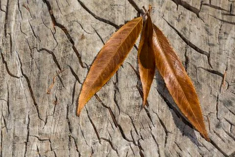 Fall leaves on a cracked tree trunk with a star pattern radiating from the  m Stock Photos
