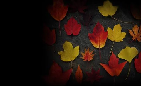 Fall leaves on dark background Stock Photos