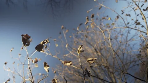 Fall leaves dieing on tree Stock Footage 91465393