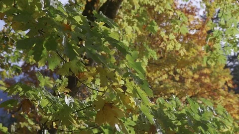 Fall Leaves Drift Slowly in the Wind Showing Their Colours in the Sun 스톡 동영상 82673122