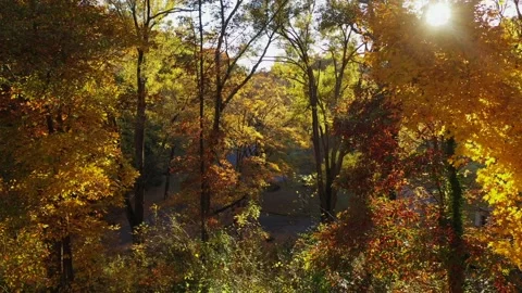 Fall Leaves Drone Stock Footage 187707504