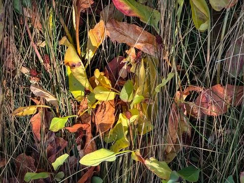 Fall Leaves with Dry Grass Stock Photos