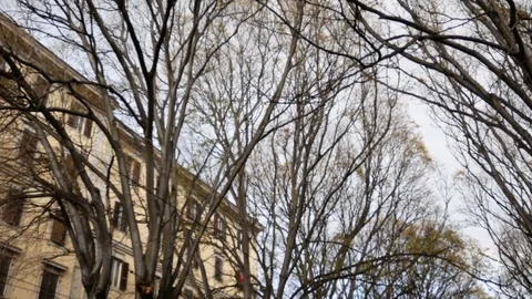 Fall leaves from dry trees in Rome 動画素材 83040940