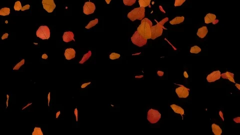 Fall of Leaves Elm Stock Footage 78654587