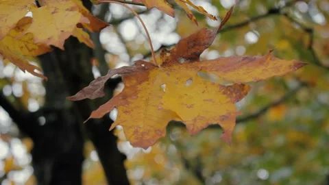 Fall Leaves End of Summer Orange Falling Wind Yellow Changing Season Leaf Vídeo Stock 138290044