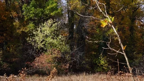 Fall Leaves Fall Stock Footage 75659133