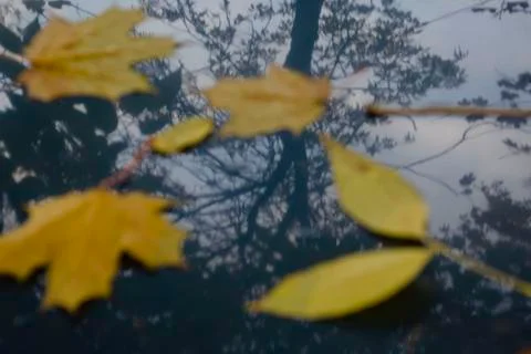 Fall leaves fallen into dark pond water. Maple leaves floating on smooth wate Stock Photos