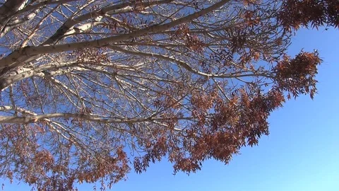 Fall Leaves Falling-001 Stock Footage 83907120