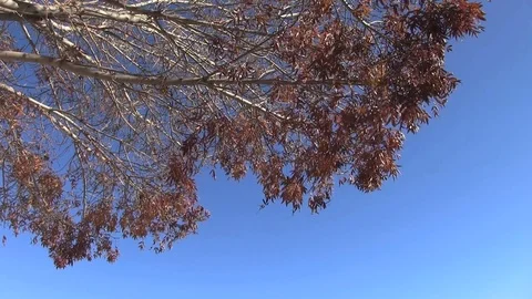 Fall Leaves Falling-002 Stock Footage 83906446