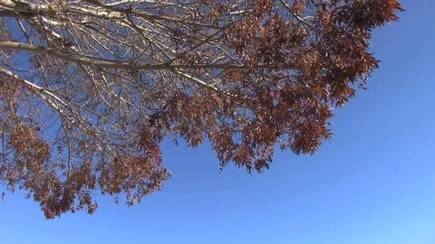 Fall Leaves Falling-003 Stock Footage 83906649