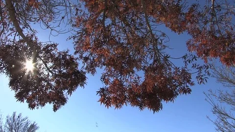 Fall Leaves Falling-004 Video stock 83906976