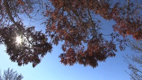 Fall Leaves Falling-005 Stock Footage 83906906