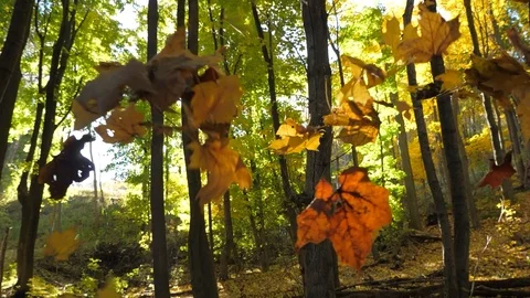 Fall Leaves falling in beautiful autumn colored forest 05 Video stock 97768334